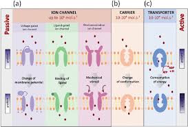 We did not find results for: Types Of Membrane Proteins Mediating Translocation Across Cell Membrane Download Scientific Diagram