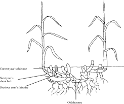 European journal of plant pathology, 137(1). Estimation Of Ramet Production From Miscanthus Giganteus Rhizome Of Different Ages Sciencedirect