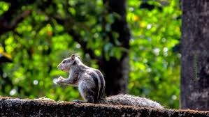 Living Is No Laughing Matter You Must Live With Great Seriousness Like A Squirrel For Example I Mean Without Looking Wildlife Sanctuary Squirrel Koala Bear