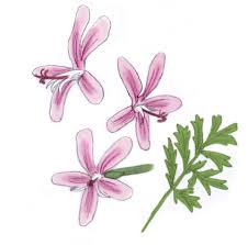 As cacti are able to store moisture longer than most plants, you only need to water them now and the dracaenas are palm like plants with green and spiky leaves. Flowers Pelargonium Species World