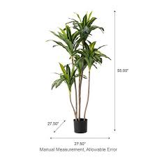 Image result for Dracaena fragrans