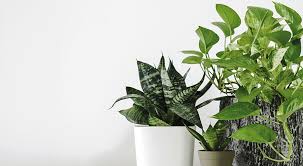 Also, be sure to protect this plant from hot and cold drafts. 6 Houseplants That Thrive In Low Light Royal City Nursery