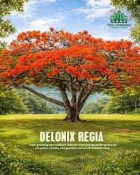 Image result for Delonix