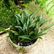 Image result for Limeum fenestratum