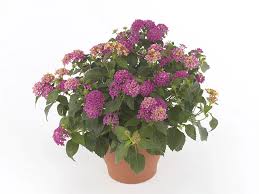 Image result for Verbenaceae