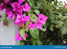 Image result for Nyctaginaceae