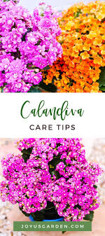 Calandiva Care And Growing Tips Joy Us Garden In 2020 Kalanchoe Blossfeldiana Blooming Plants Planting Flowers
