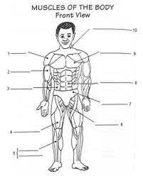 Skeletal Muscle Worksheet Worksheets For All Download And Share For Muscular System Diagram For Kids Muscular System For Kids Muscular System Muscle Diagram
