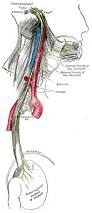 Image result for Vepris reflexa