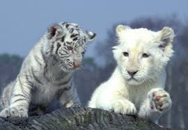 Free for commercial use no attribution required high quality images. White Tiger And White Lion Cubs Wild Animals Wallpapers And Images Desktop Nexus Groups