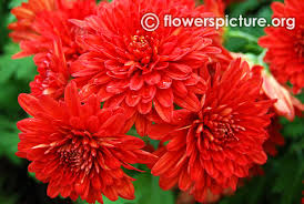 Common Name Bicolor Chrysanthemum Krumbiegel Flower Show 2016 Flowers Red With Beige Showy Double Clustered Chrysanthemum Flower Chrysanthemum Flower Show