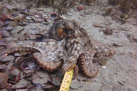 Image result for Octolepis