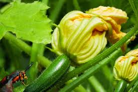 Alternatively, you can hill them by planting two to four seeds together on a short mound, which increases the chances of pollination. 5 Tips For Growing Great Zucchini