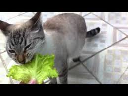 Even though cats are primarily. Cat Eating Lettuce Youtube