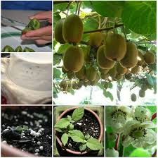 How To Grow A Kiwi Plant From Seed Planten Pflanzen Garten Anpflanzen Und Kiwi Pflanzen
