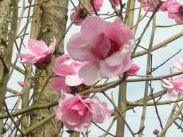 You need to see this place in person. Magnolia Caerhays Belle Gossler Farms Nursery Farm Nursery Large Flowers Pink Flowers