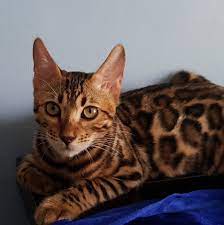 Bengal Cats And Kittens Care Guide Philippines Home Facebook