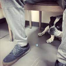 One free wellness exam is offered for pets adopted from the greenwood county animal shelter by: Pet Wellness Center Greenwood Sc Veterinarian Facebook