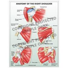 Check out our online video lectures and start your anatomy course now for free! Legal Art Works Right Shoulder Anatomy