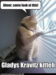 Gladys Kravitz Gladys Kravitz Kitteh By Grrrlgeek Cats Pinterest Grumpy Cat Cats Cat Memes