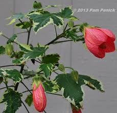 Image result for Abutilon angulatum
