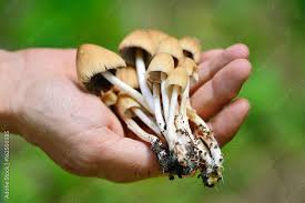 Image result for Coprinus micaceus
