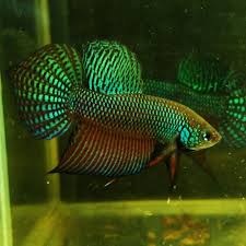 Franks bettas 2 years ago. Wild Bettas 101 Franks Bettas Betta Fish Baby Betta Fish Betta Fish Tank