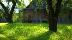 free download green grass wallpapers hd wallpapers backgrounds of your 1920x1080 for your desktop mobile tablet explore 70 green grass wallpaper hd grass wallpaper green grasscloth wallpaper grass and sky wallpaper free download green grass wallpapers hd