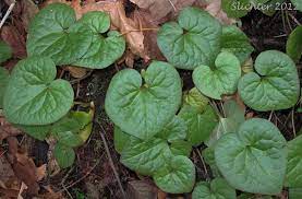 British Columbia Wildginger Wild Ginger Western Wild Ginger Asarum Caudatum Synonym Asarum Caudatum Var Caudatum