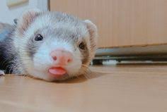 Dihorul este un animal de companie vioi, foarte curios, explorator si ii place sa se joace. 14 NevÄ Ideas Dihor Ilustrator Fotografie De Animale