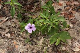 Image result for Barleria mackenii