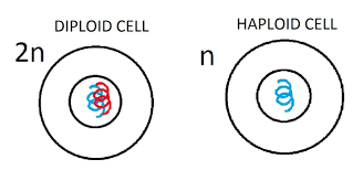 Diploid Cell Cell With A Diploid Number Of Chromosomes 2n