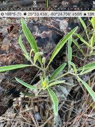 Image result for Rhynchosia chapmanii