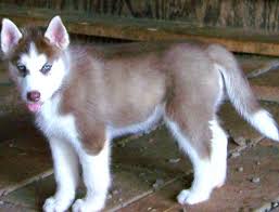 Ckc registered yorkshire terrier puppies for sale in greenwood, sc ckc! Siberian Husky Dog Shipping Rates Services