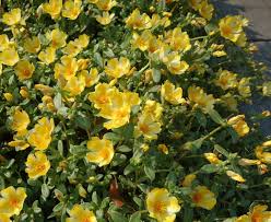 Image result for Portulaca centrali-africana