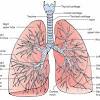 The ribs and costal cartilages are separated by intercostal spaces, which are deeper anteriorly and between the upper ribs. 1