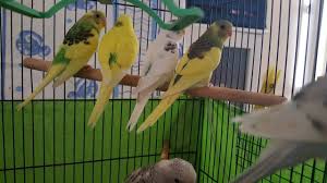 Muhabbet Kusu Alirken Nelere Dikkat Etmeli Animals Bird Parrot