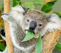Start quiz what does the word koala roughly translate to? Fun Koalas Quiz Free Interactive Science Quizzes For Kids