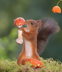 Eichhornchen Fotografieren Geert Weggen Pilz Gefunden Tolles Foto Eichhornchen Bilder Niedliche Eichhornchen Lustige Tierbabys