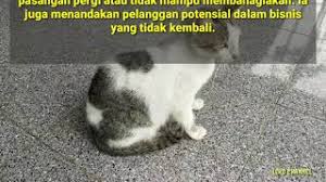 Islam mengajarkan kepada umatnya agar tidak pernah mengeluh dalam hidup dan terus berharap kepada allah. 3 Arti Mimpi Melihat Kucing Mati Menurut Islam Youtube