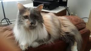 The norwegian forest cat is a large cat breed; Stunning Long Haired Calico Norwegian Forest Cat Mix For Adoption In Los Angeles Ca Adopt Sophia Today
