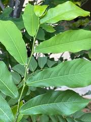 Image result for Monodora minor