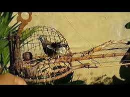 (s49) cara membuat sangkar jebakan | bird trap. Cara Membuat Sangkar Jebak Merbok9 Juni 2019 Youtube