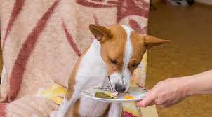 Furthermore, yogurts with active bacteria can act as a probiotic and are good for your dog's dog's digestive system. 5 Steps To Enhancing Your Dog S Store Bought Dog Food Whole Dog Journal