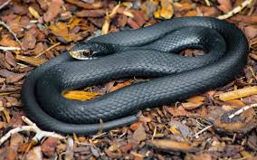 Check spelling or type a new query. Is That Snake Venomous
