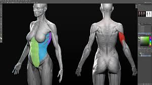 Pictures of back muscles 15. Simple Female Figure Tutorial Female Anatomy Reference Zbrush Anatomy Drawing Poses Male