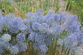 Image result for Cycnium jamesii