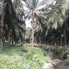 Hrw.org i read everything she wrote on the southern plantations. Ladang Kelapa Sawit Tua