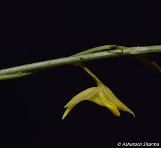 Image result for Utricularia scandens