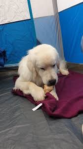 Pin By Jozef Hertel On Polish Tatra Sheepdog Owczarek Podhalanski Podhalansky Ovciak Golden Retriever Animals Retriever